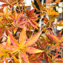 Load image into Gallery viewer, 52 Inch Potted Foliage Maple Leaf Faux Tree
